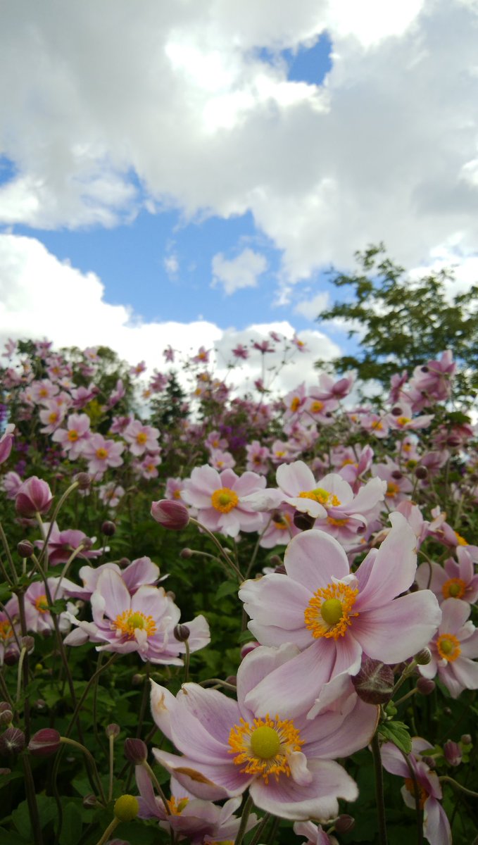 Sky_angel224's tweet photo. 名前はわからないけど
ピンクの花💖🌼
何だか幸せな
気分になるね~🤗
#北海道 #空 #雲
#ピンク #桃色
#花 #フラワー
#flower #cloud #pink_color https://t.co/WlAsIFCQIk