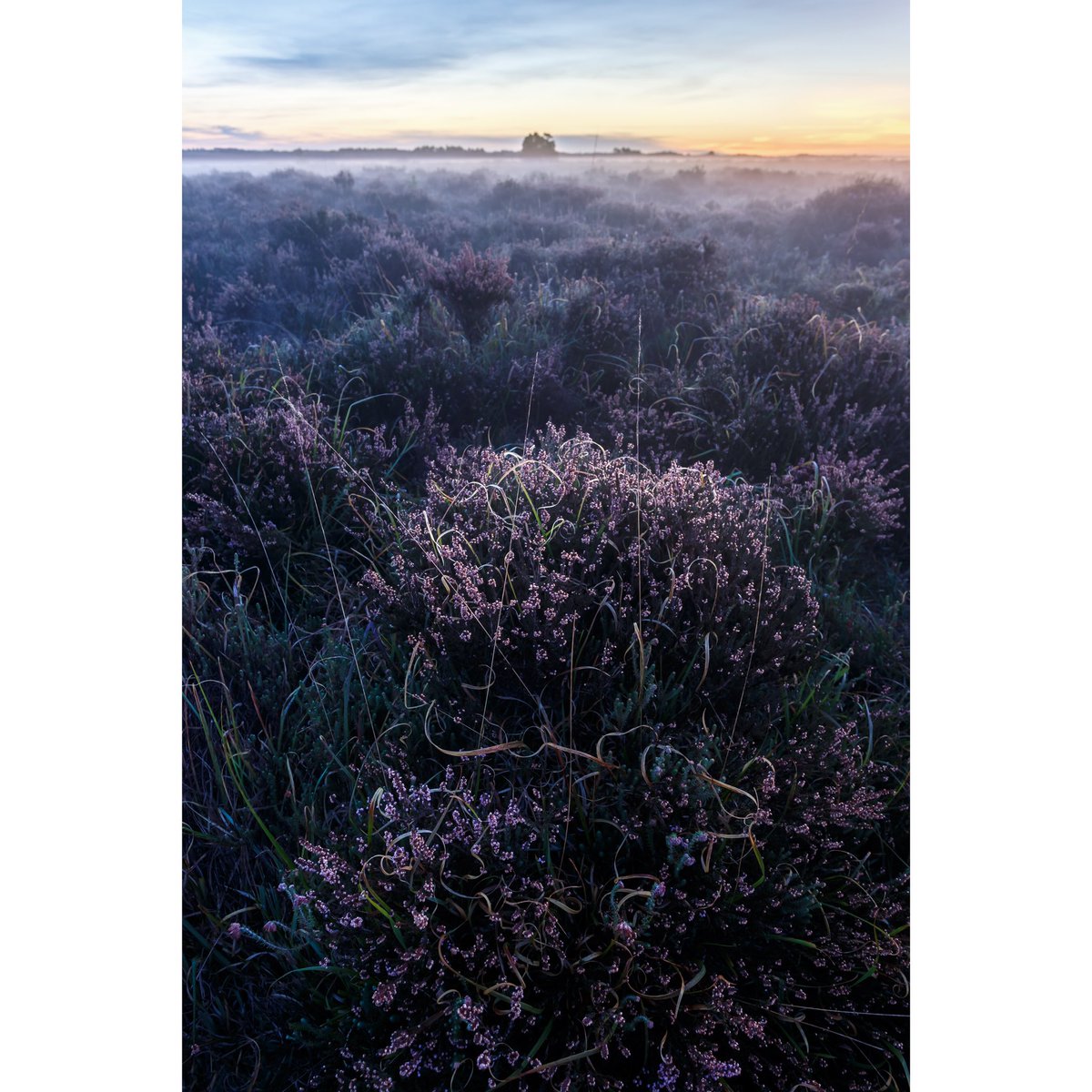 _Phil_J's tweet photo. #sunrise #mist in the #newforest @Bournemouthecho @NewForestLiving @NewForestHotels @sunrisedailynow #landscape #heather @HampshireLife https://t.co/zs9lOPaVn4