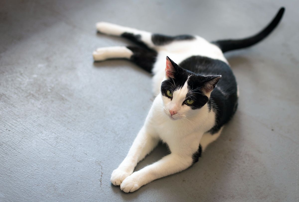 it might look like i am relaxing, but actually i'm busy. when i am on the CATIO, i have to keep a LOOKOUT for lizards, birds, squirrels and iguanas. and stray leaves. 

#CatsofTwitter