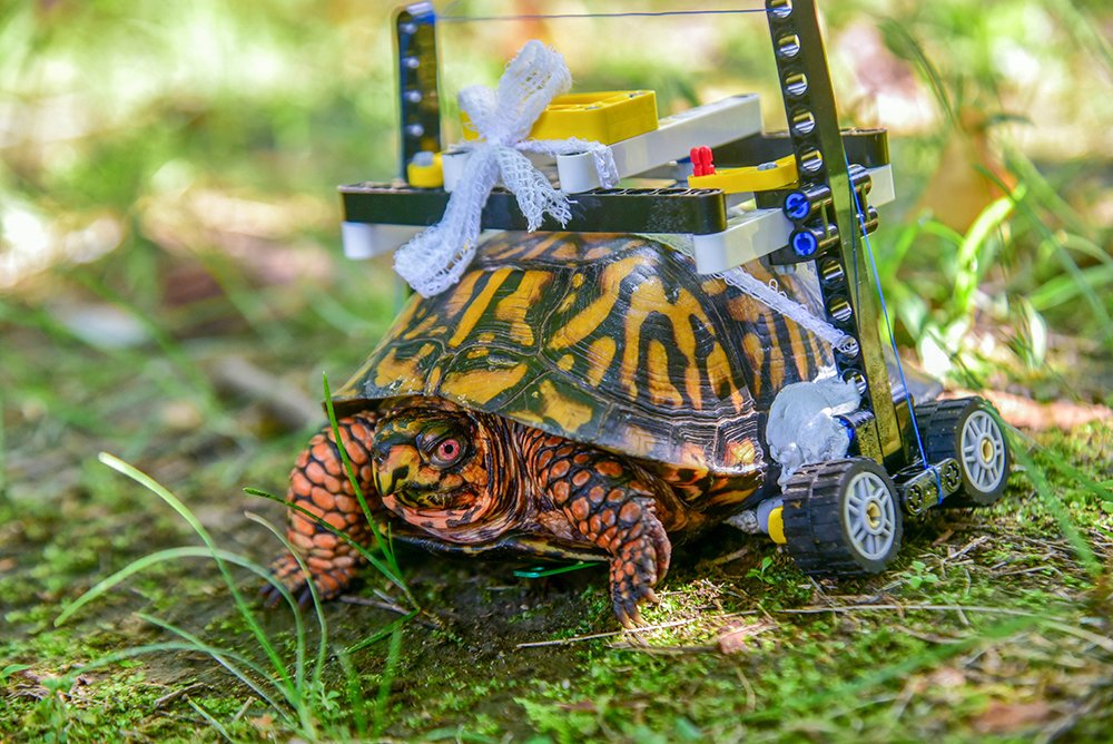 marylandzoo's tweet photo. Not your average LEGO® kit...

Read more:  https://t.co/oQBGtgKHGU 🐢 https://t.co/OTTpIo7O1N