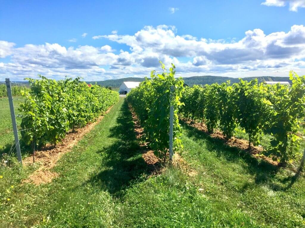 Read how the vines recovered from the June 4, 2018 frost at #johnstonvineyards. See the full article bit.ly/2xNZE6A. 30% of all vines planted in 2017 died in the frost.  95% of the grape crop was lost. Despite the damage vines recovered. <a href="/HeartDocSharon/">Sharon Mulvagh MD FRCPC FASE FACC</a> <a href="/brightlighter1/">Jay J.</a>