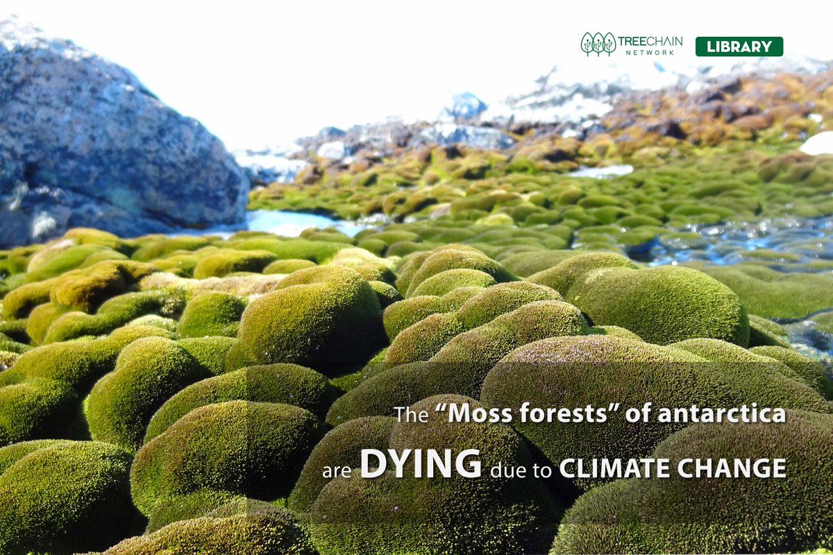 TreeChain_TCN's tweet photo. New research has shown that #Antarctica’s lush green #moss is drying out and turning shades of red and grey, which scientists say is a sign of death due to the drying effects of weather changes prompted by damage to the #OzoneLayer
#TCNLibrary #TreeChainNetwork #climatechange https://t.co/sP9zWXCgVu