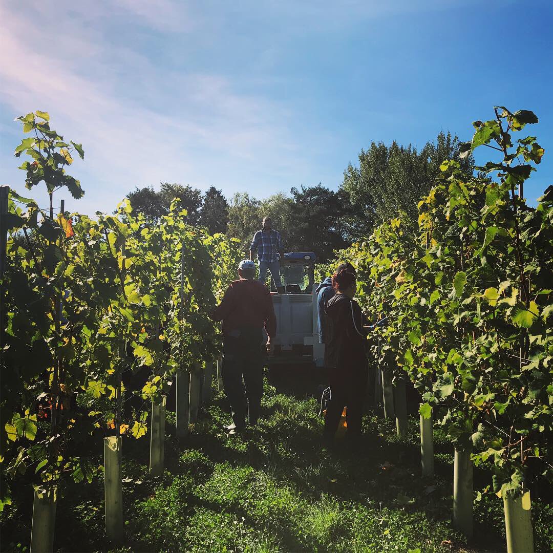 npseymour's tweet photo. New #agrofer vineyard bin trailer just delivered. Great little trailers for transporting three bins of grapes. More available from stock! #grapeharvest #pickingtrailer #fruitandvineyardmachineryexperts https://t.co/xVWpwMA1de