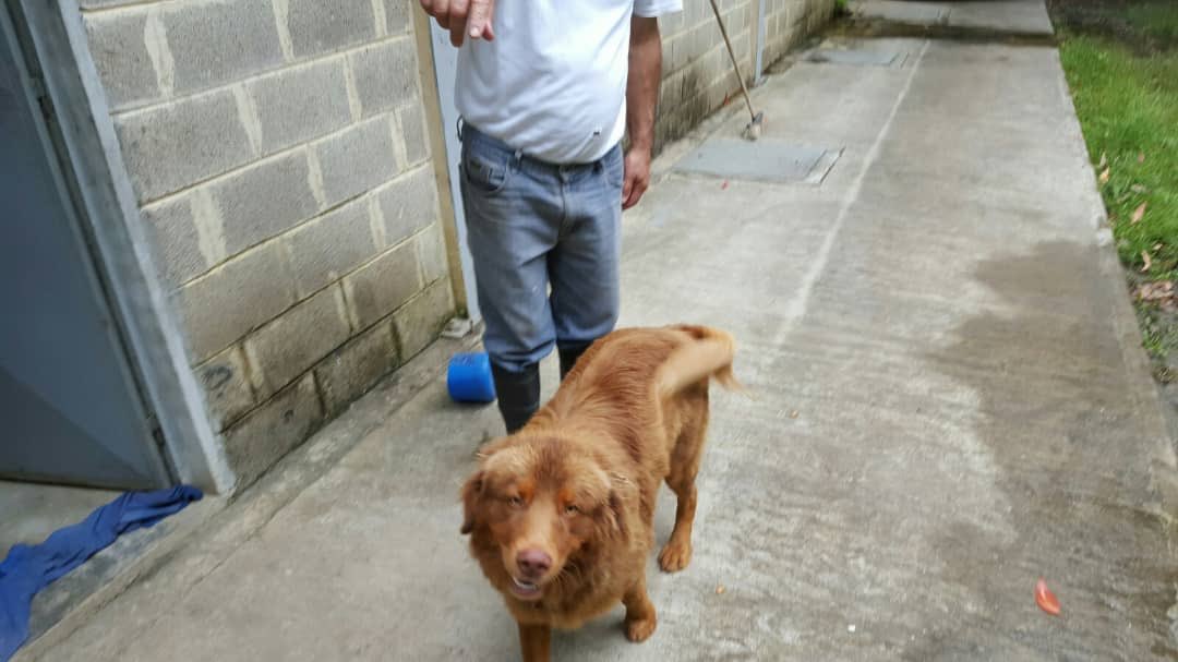 PerroUsuario's tweet photo. RT @Lisbeth_H: @PerroUsuario Se busca ,macho,se escapó de la zona la limonera Baruta información 04141736737 https://t.co/jEvX3E5Hxx