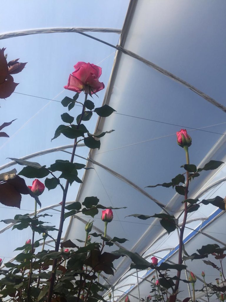 florverdeorg's tweet photo. Florverde presente en #Expoflor Ecuador 2018, compartiendo experiencias con los productores de este bello país. #FloresEsmeralda y #FloresHojaVerde - Gracias por la bienvenida. https://t.co/sxfseC067X