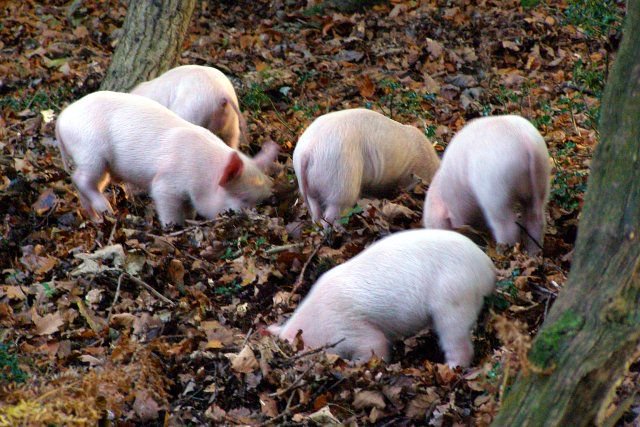 farmsnotfactory's tweet photo. #DidYouKnow: Wild pigs play an important role in managing ecosystems and maintaining biodiversity. By rooting, and thus disturbing the soil, they create areas for new plant colonisation. They also spread fruit plants by dispersing their seeds. #PigPops #WednesdayWisdom https://t.co/b0HYU6Tjv5