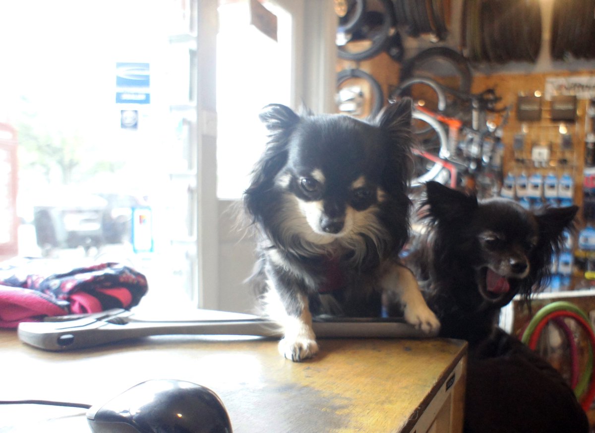 TheCycleService's tweet image. We've been a bit quiet on here recently because we've been super busy. The new 4 legged staff seem to be settling in well though