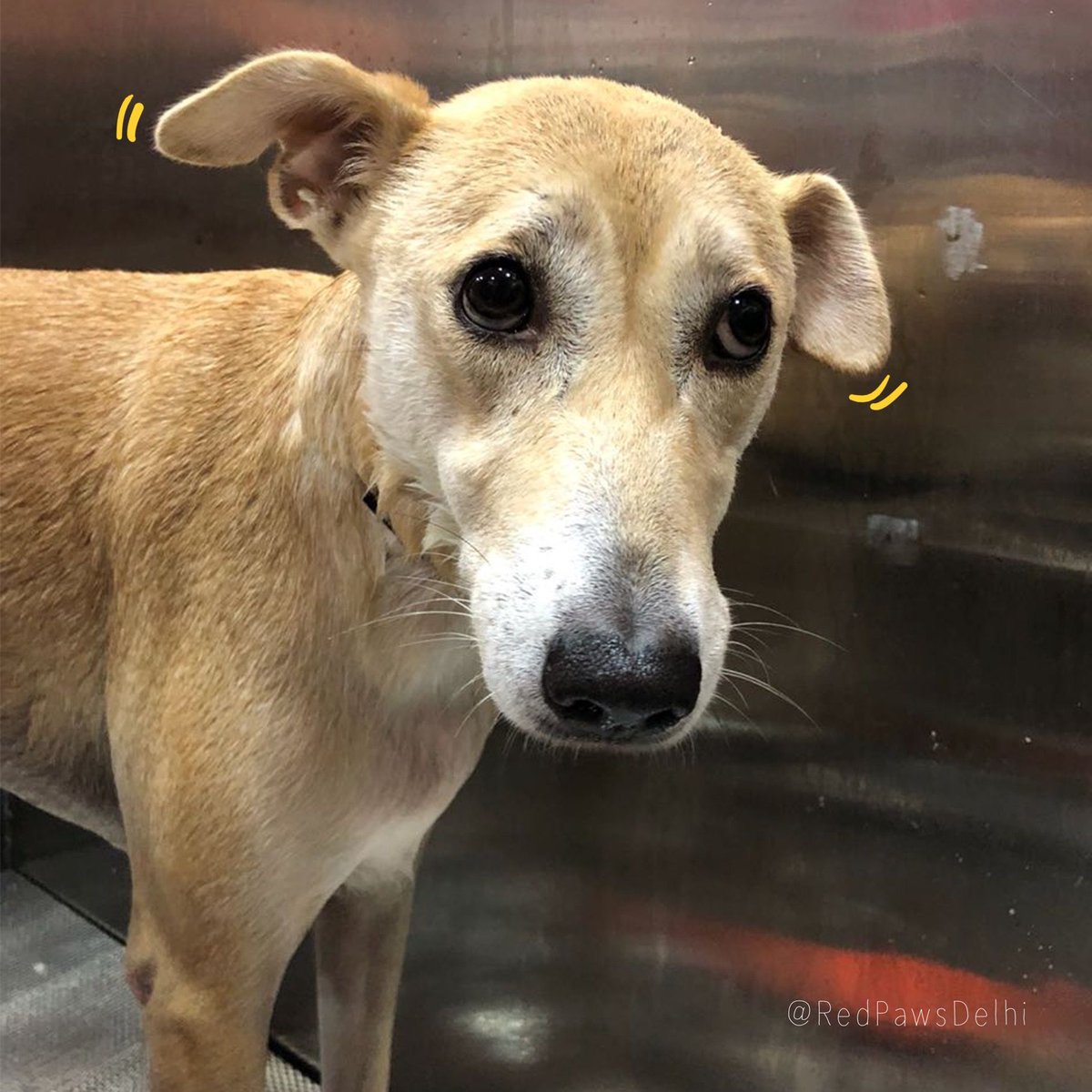 Are you serious about this bath hooman!!
.
#redpawsdelhi