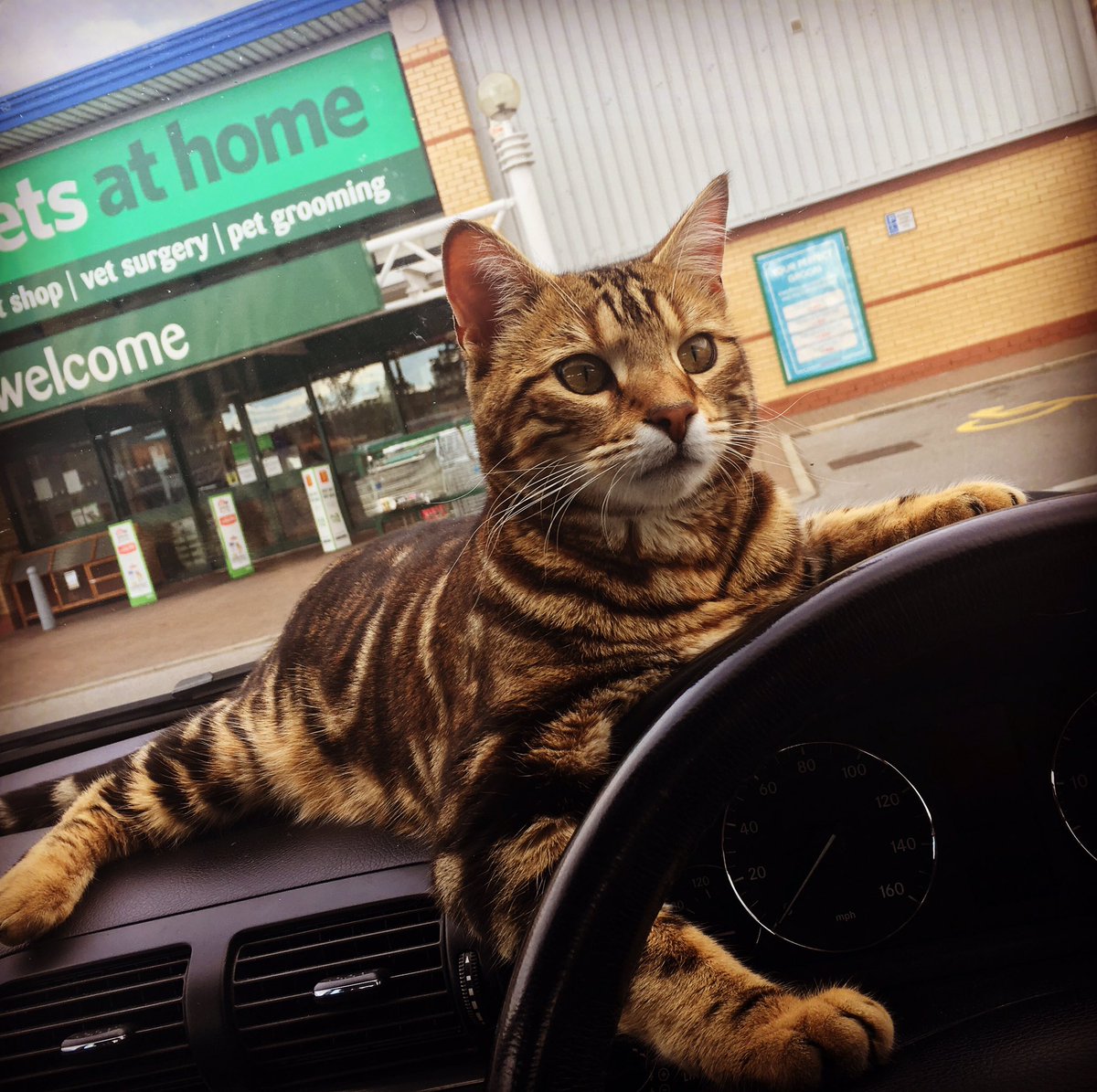 AmyaMac's tweet photo. #PetsatHome #yearlyboosters #tigerlilly #bengalcat @PetsatHome #advert #model https://t.co/pomSZpxzEp