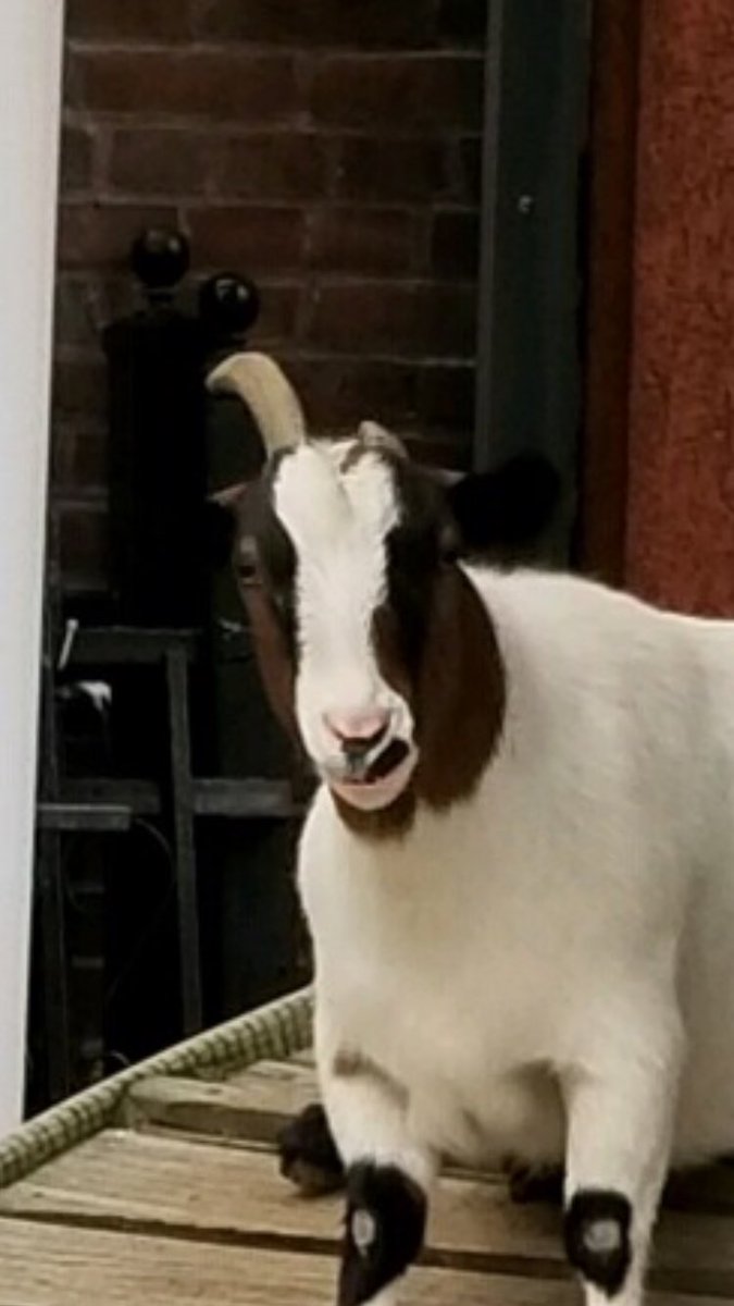 Mark Gibson tweet media