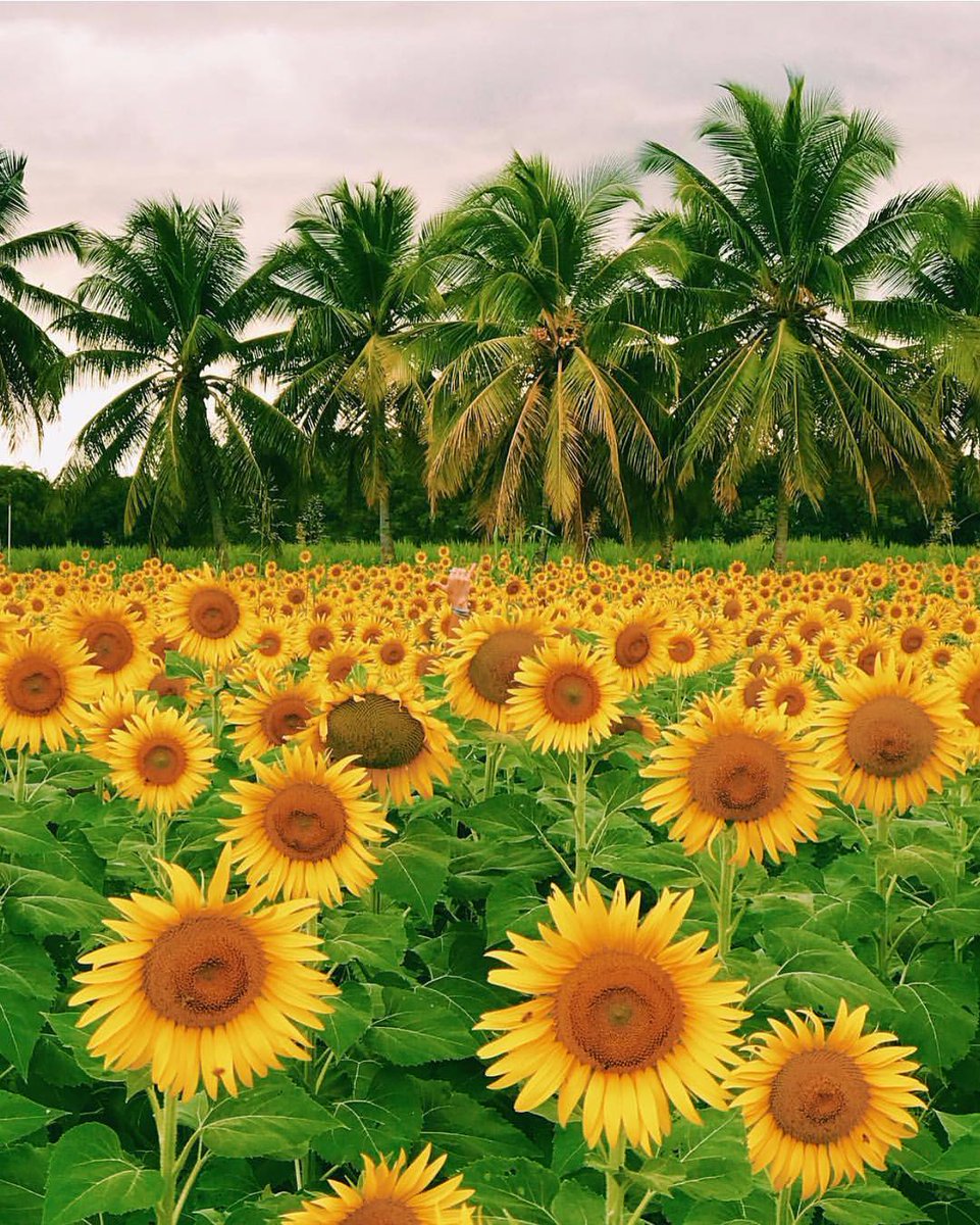 Lajas Puerto Rico 🇵🇷 tag someone and I hire them to part of our amazing community! ❤️❤️❤️