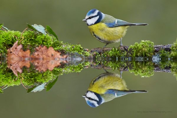 ramblingsloa's tweet photo. The mind is like water.
When it’s turbulent, it’s difficult to see.
When it’s calm, everything becomes clear.

Pic Gary Spicer https://t.co/kybXeid2WK