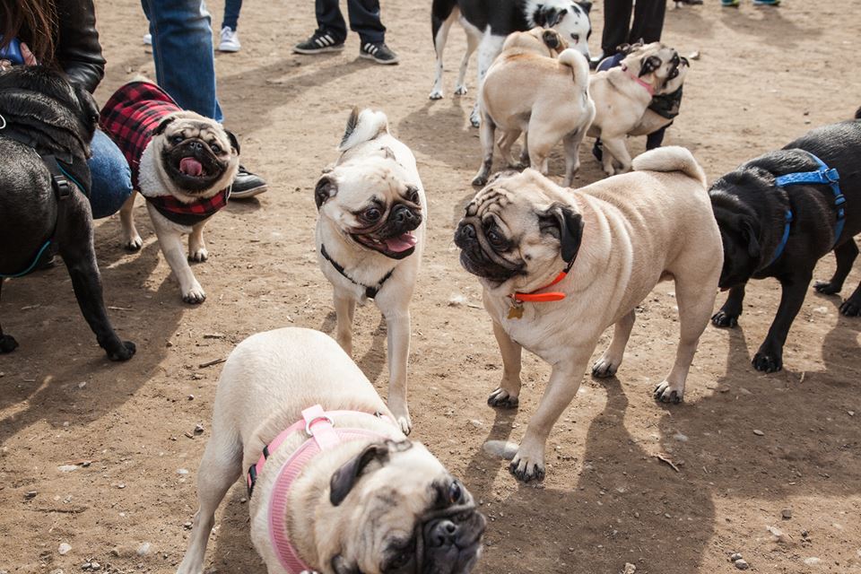 blogTO's tweet image. There's a pug meetup in #Toronto this weekend bit.ly/2N48hzs