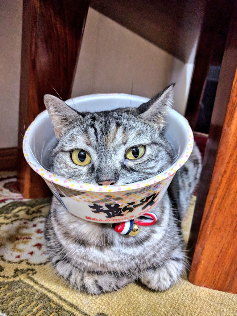 catnap707's tweet photo. 塩ラーメンからの香箱座り

目はだいぶ良くなりましたが、一ヶ月ぐらいは外さないでくださいとのこと。

#猫 #ネコ #ねこ #ねこ部 #マンチカン #マンチカン部 #キジトラ #cat #kot #gato #katze  #chat #chatte #gatto #myau #mijav #miao #yaong  #кошка #Мяу #munchkin https://t.co/TUFFTM0Bpx