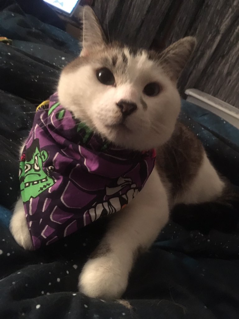 shichiara's tweet photo. yesterday i put knot-wraps on all the cats https://t.co/BtcCYhBGwo