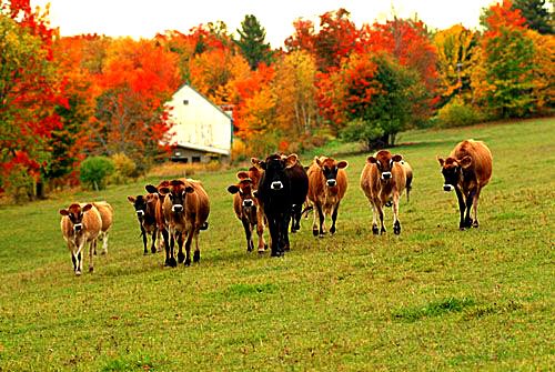 FarmsteadDairy's tweet photo. The #jerseyshore squad takes on #fall in #vermont ! https://t.co/wqp1oUB6yS