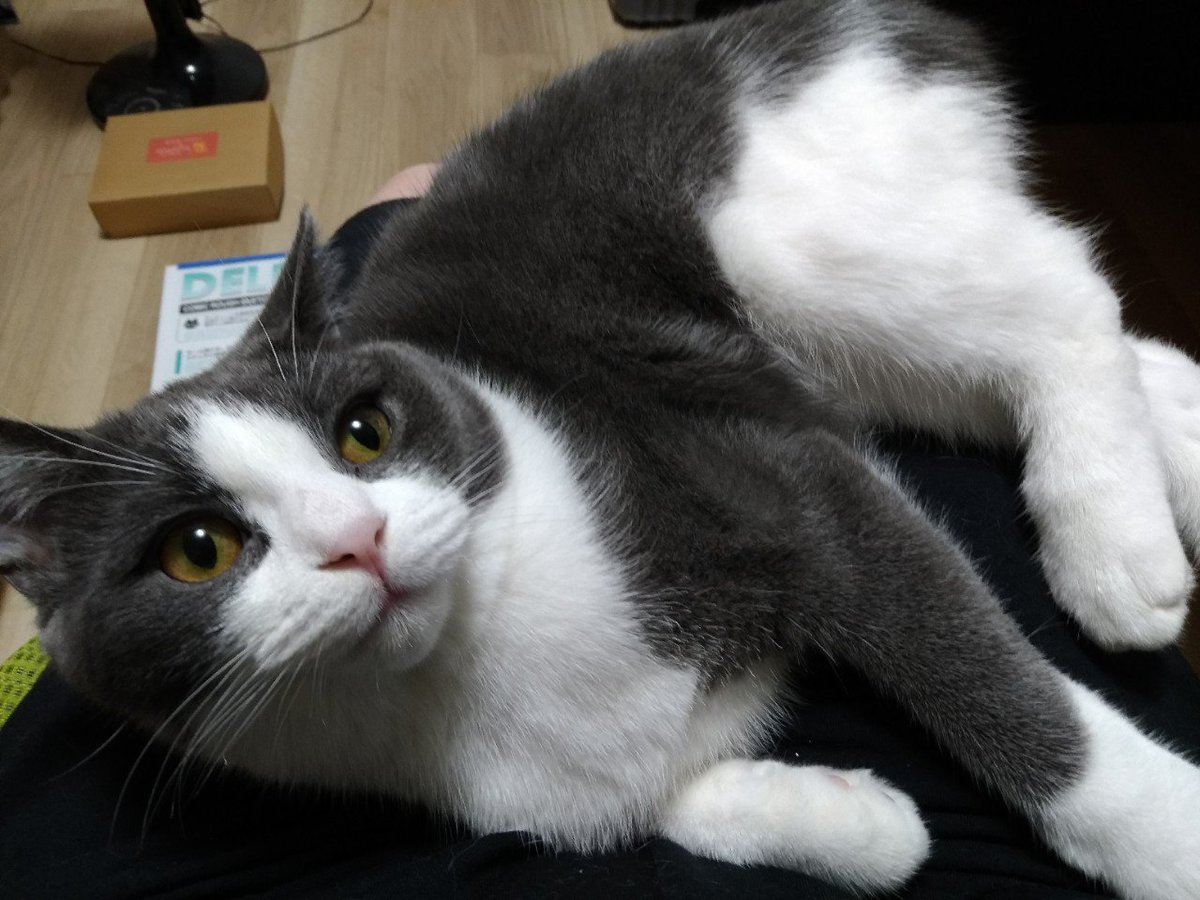 飼主の膝の上でくつろぎねこ? 
