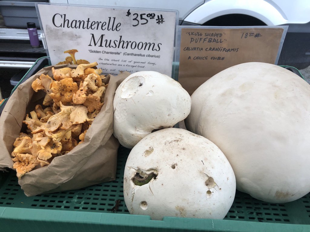 windfallfarms's tweet image. Feel like some wild edibles on this wet grey day? We’ve got a sizable giant puffball to cheer you up! #foraged and #unconventionallygrown