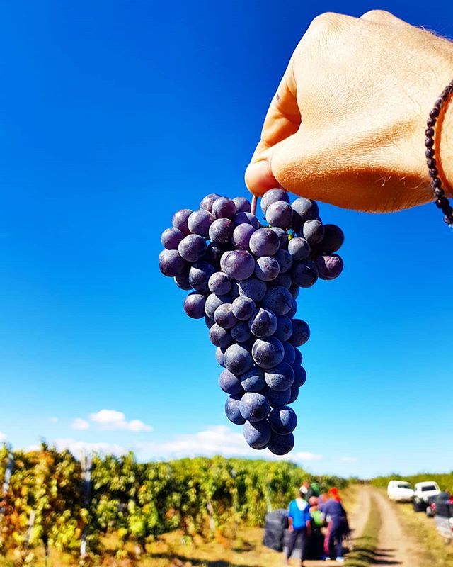 standreawine's tweet photo. Cabernet franc harvest in the Pap-tag vineyard! 😊🙏🍇 #cabernetfranc #paptag #vineyard #harvest #standrea #egerharvest #standreawinery #egerszalok #egerwine #egerwineregion #beautiful #grapes #fruit #cluster #handharvest #blessed #vintage2018 https://t.co/EXirEorkUP