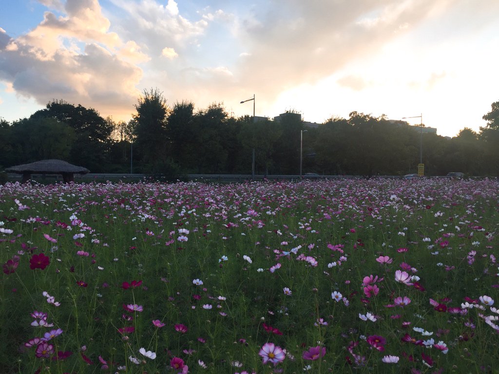 민성 (ミンソン) tweet media
