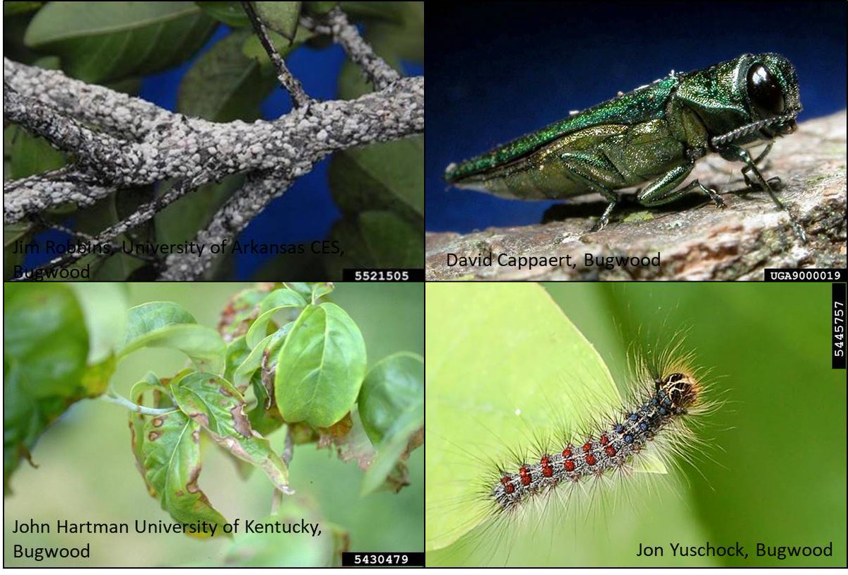 urbanforestSREF's tweet photo. Check out: Urban Tree Health Webinar TODAY: Wed., Sept. 26th 1pm ET: What's Bugging your Trees? Insect &amp; Fungal Pests in Southeastern Urban Landscapes presented by Dr. David Coyle, Clemson University. https://t.co/rs62pmg9zR https://t.co/A3tEZyJL4m