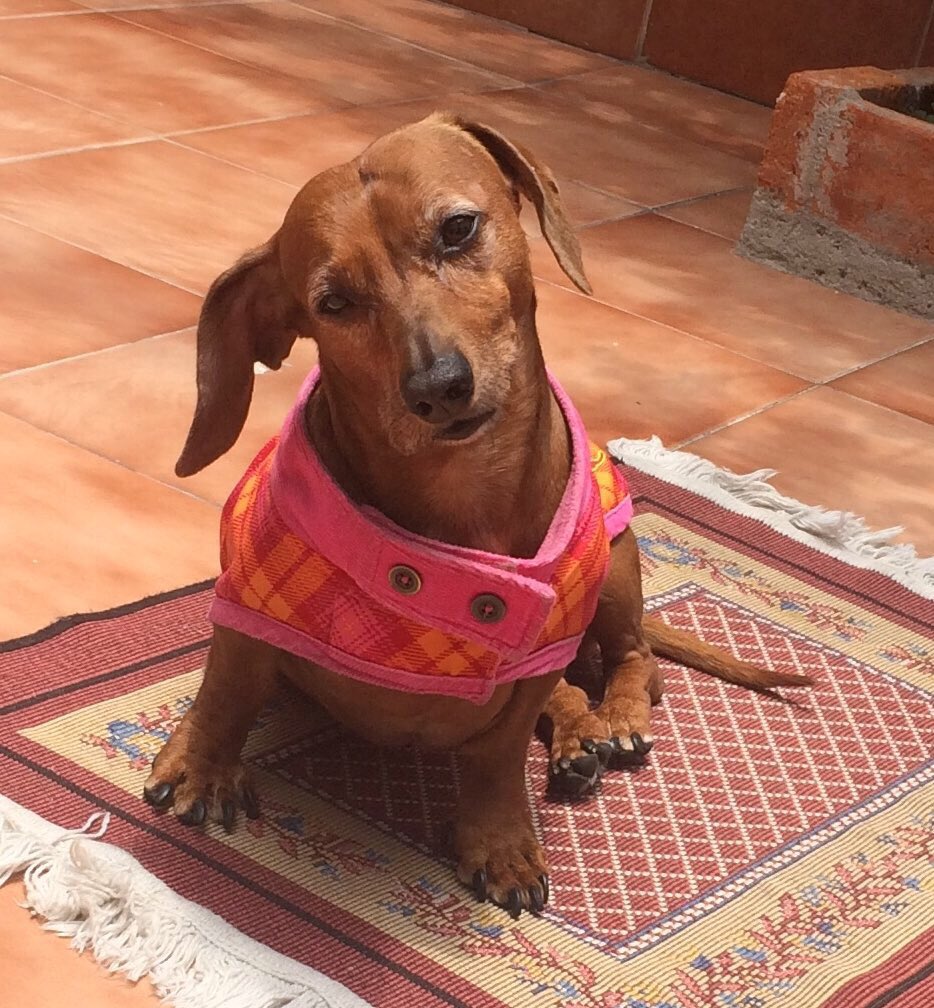 SOSsalchichas tweet picture