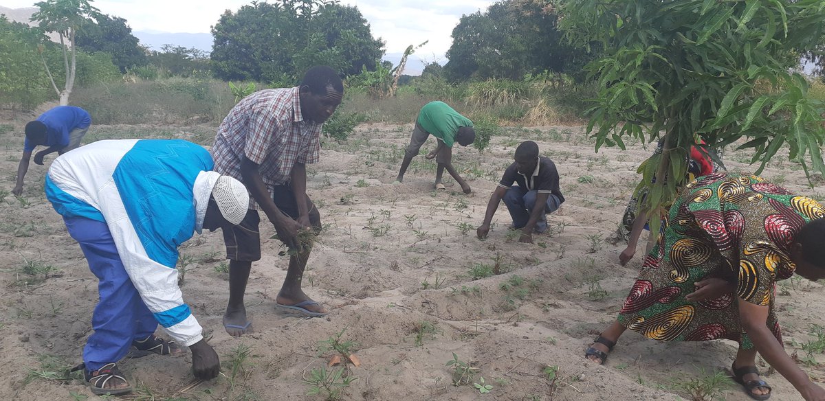 BNFB Project tweet media