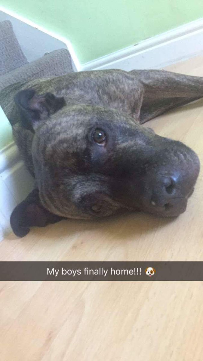 rockysarmyvbsl's tweet photo. #WednesdayWisdom look whose just arrived home everyone lovely Bruno xxx https://t.co/uCdLdZLH0H