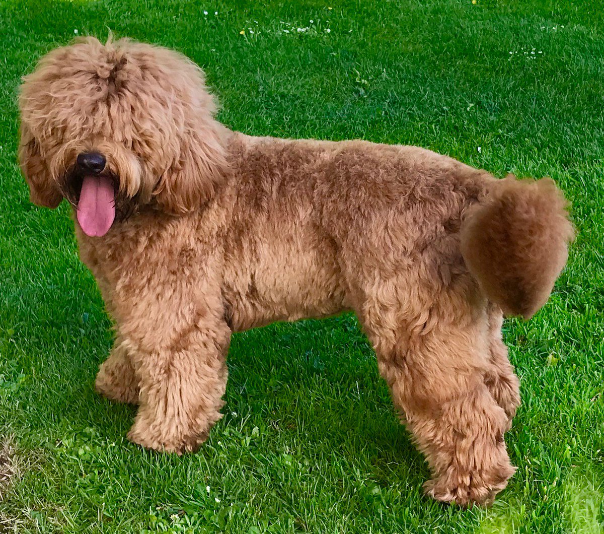 Australian Labradoodles (@Courtlandsasd 