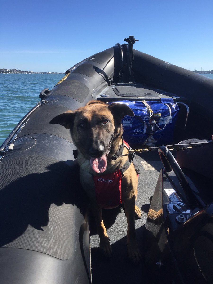 More Dog and Handler training today on the boat, and what a glorious day!!! PD Charlie & PD Indie looks like they had a great time!!