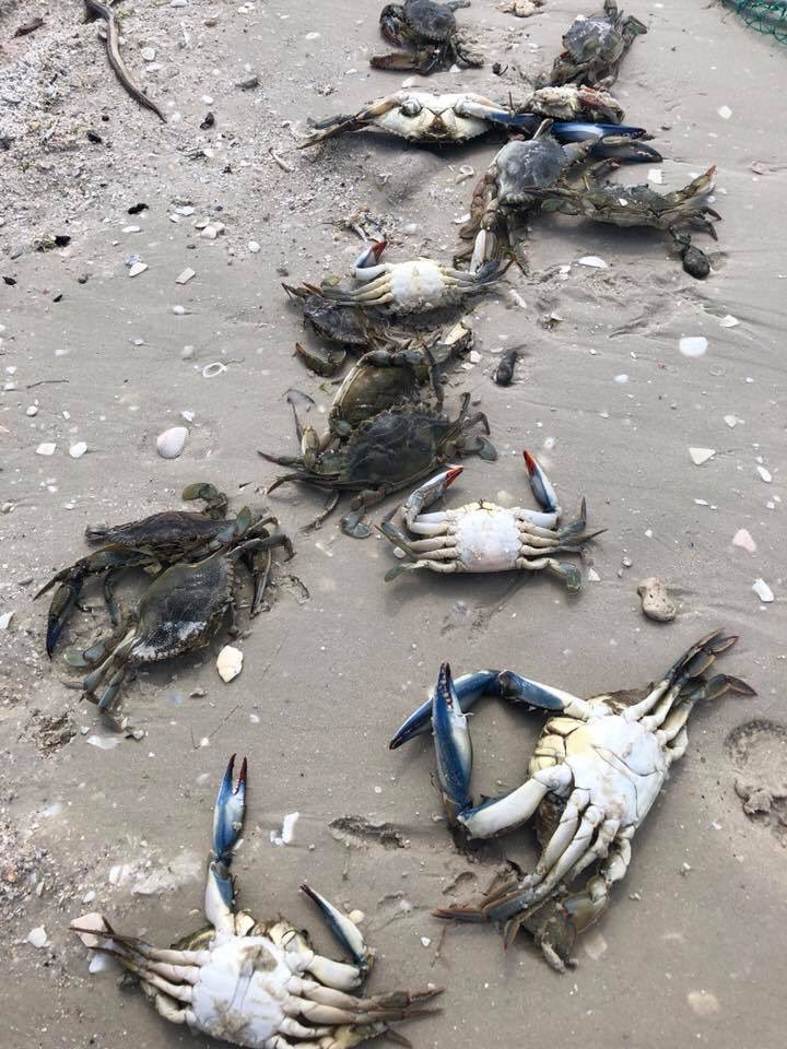 ParsonsOcean's tweet photo. Massive crab mortalities earlier in the week.  Low oxygen is a major environmental problem right now. Photo courtesy of Billy Norris. https://t.co/bHOxQzFZ0j
