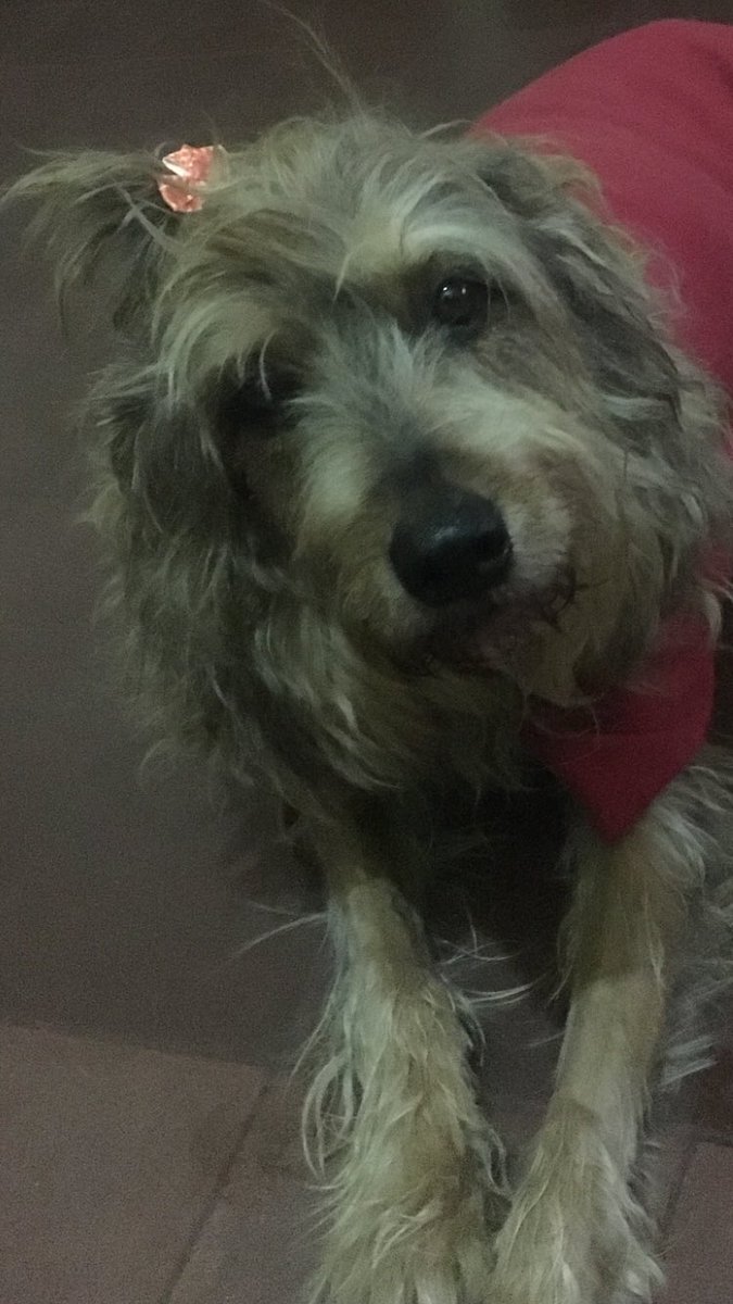 claudiaargenta's tweet image. Buen día mi bebé hermosa! #Flopy #doglovers #BuenMiércoles 💕❤️