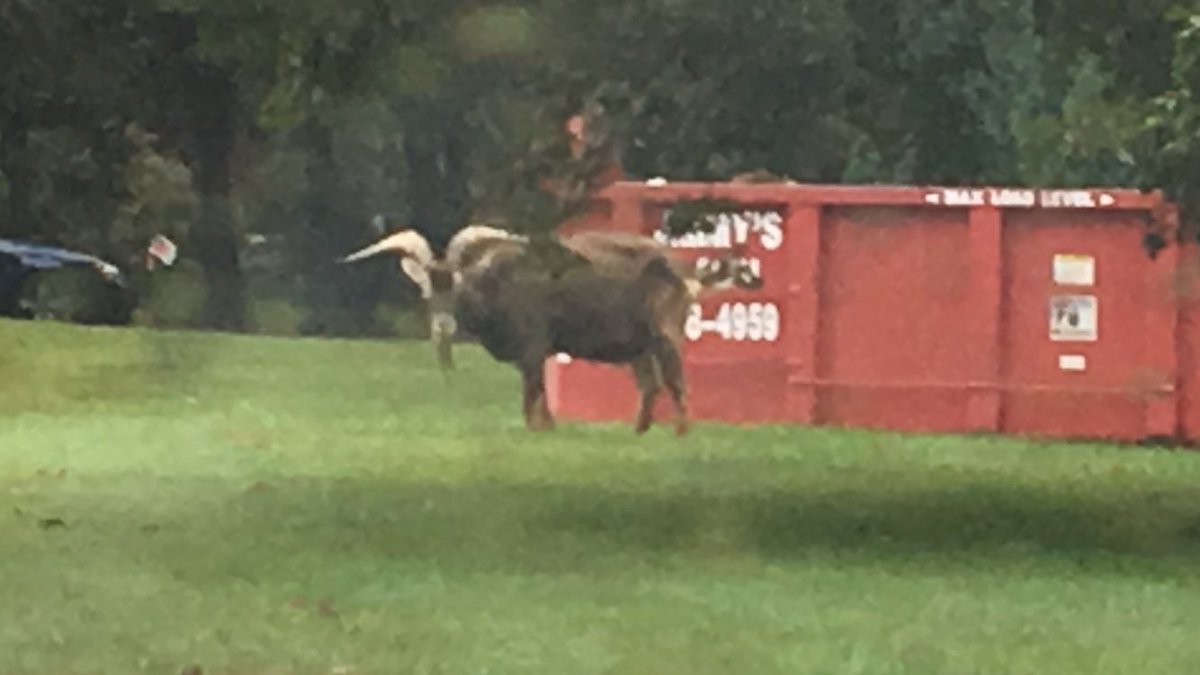 kczappy's tweet photo. Excuse me, does anyone know what this is? It was grazing in a front yard on Walnut Tree Hill Road in #Shelton. Father of all Goats? https://t.co/Ofqw8R345Q