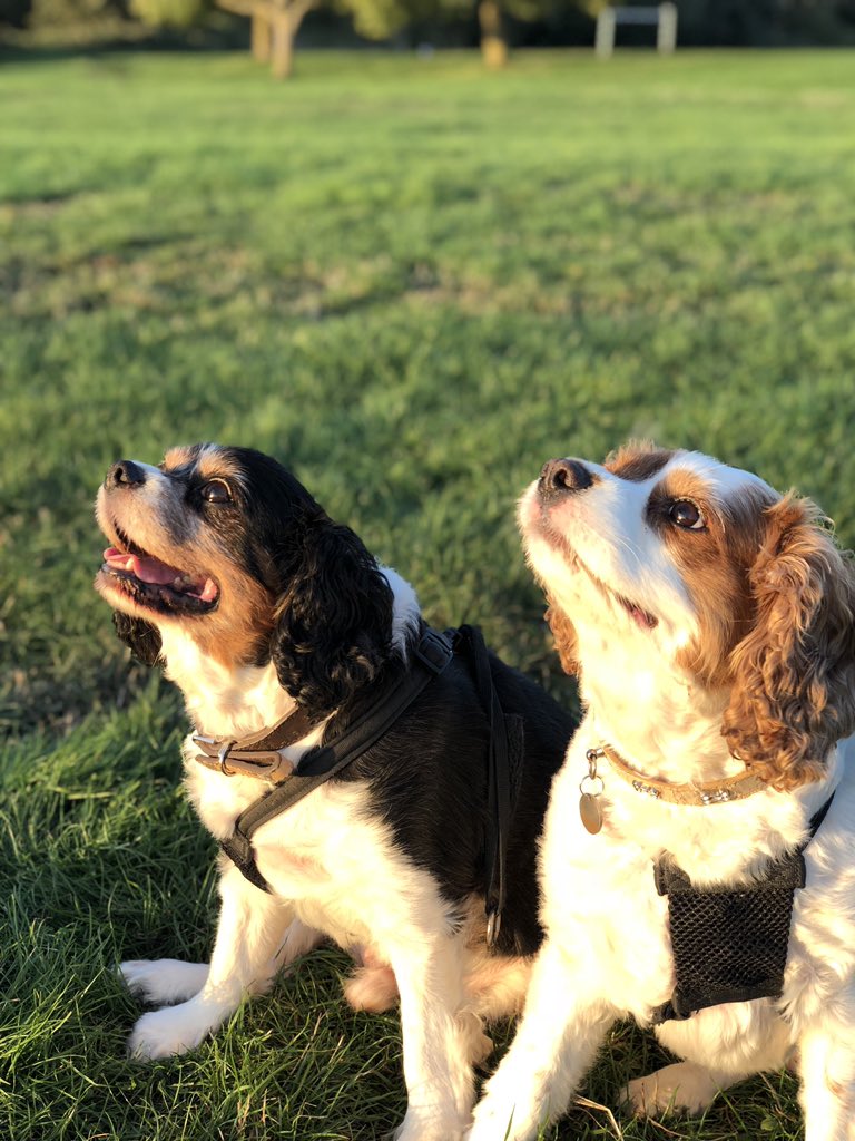 The_Warns's tweet photo. Enjoying the #Sun over at the field today #Albie #Winston https://t.co/ghwLn2XNDW
