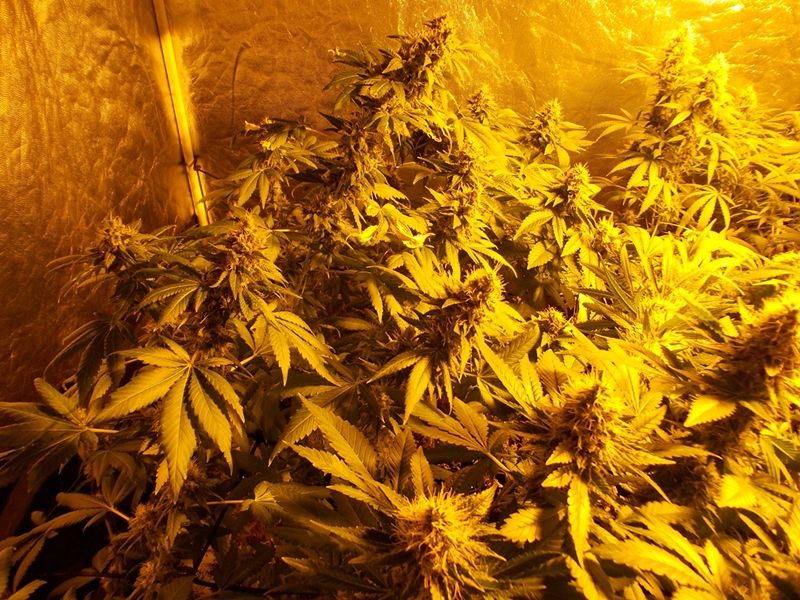 paradiseseeds's tweet photo. We call #Allkush the queen of #Hashmaking due to her popularity with #Hash makers. #FinestSeedCollection #ParadiseSeeds https://t.co/DZkdMYsL80