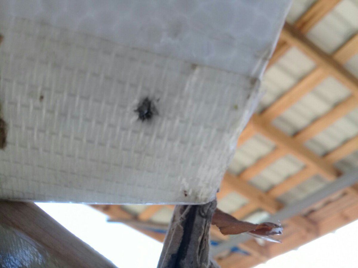 severbat's tweet image. Our drone was attacked in Gorlovka. 3 hits.
#Donbass #Ukraine #Gorlovka #War