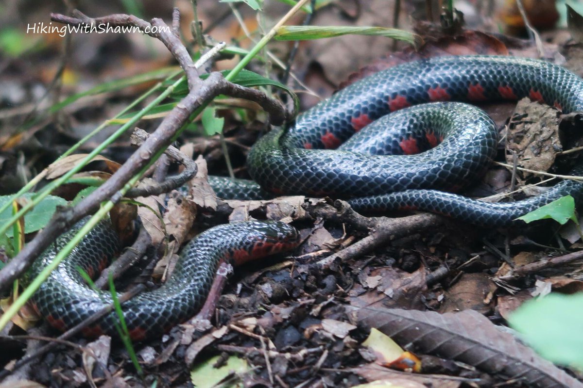 hikingwithshawn's tweet photo. #MudSnake at LaRue Pine Hills #SnakeRoad #RNA #ShawneeNationalForest #HikingWithShawn video coming soon! #snakes #herps #wildlife #nature https://t.co/MEJuMZmpnK