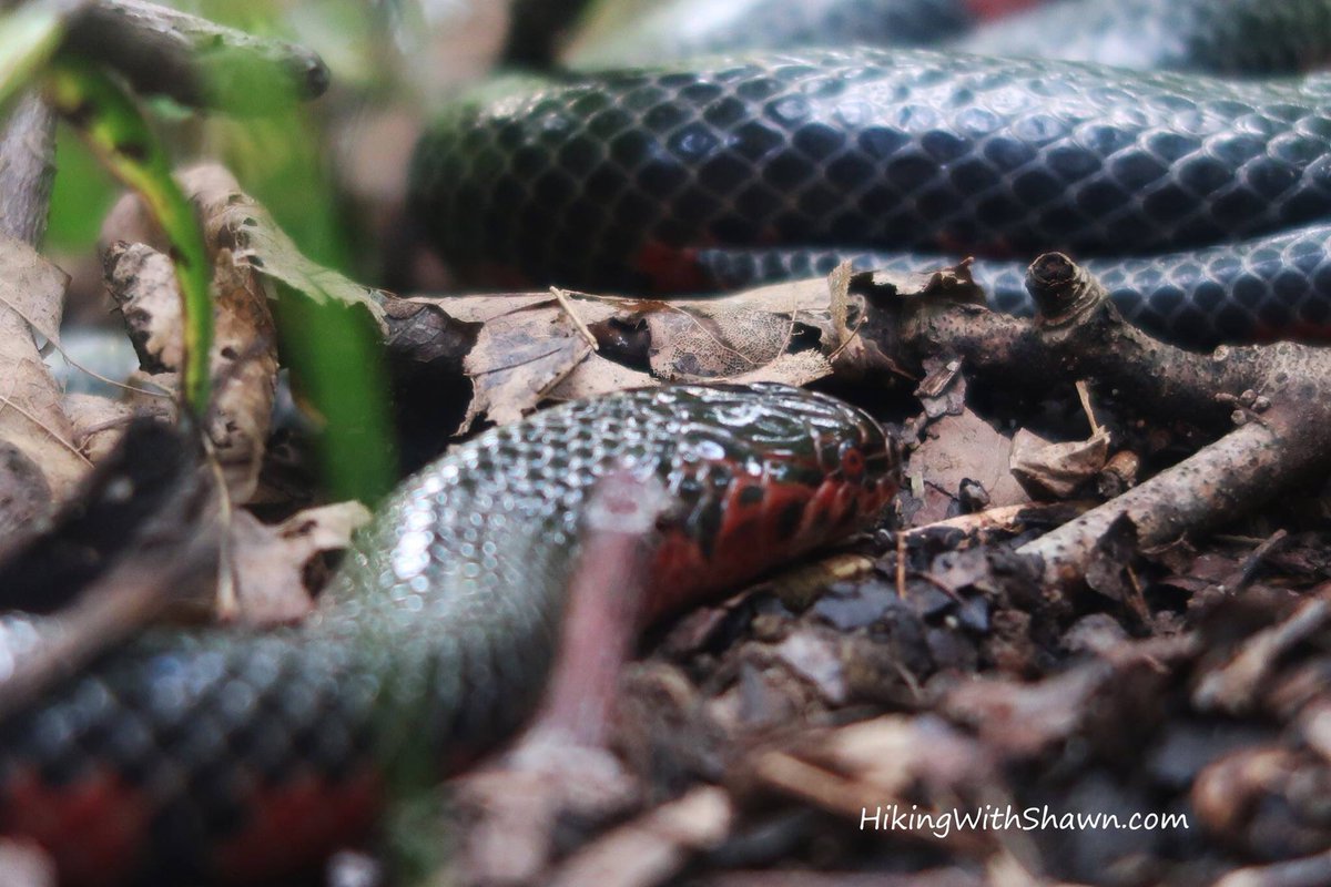 hikingwithshawn's tweet photo. #MudSnake at LaRue Pine Hills #SnakeRoad #RNA #ShawneeNationalForest #HikingWithShawn video coming soon! #snakes #herps #wildlife #nature https://t.co/MEJuMZmpnK