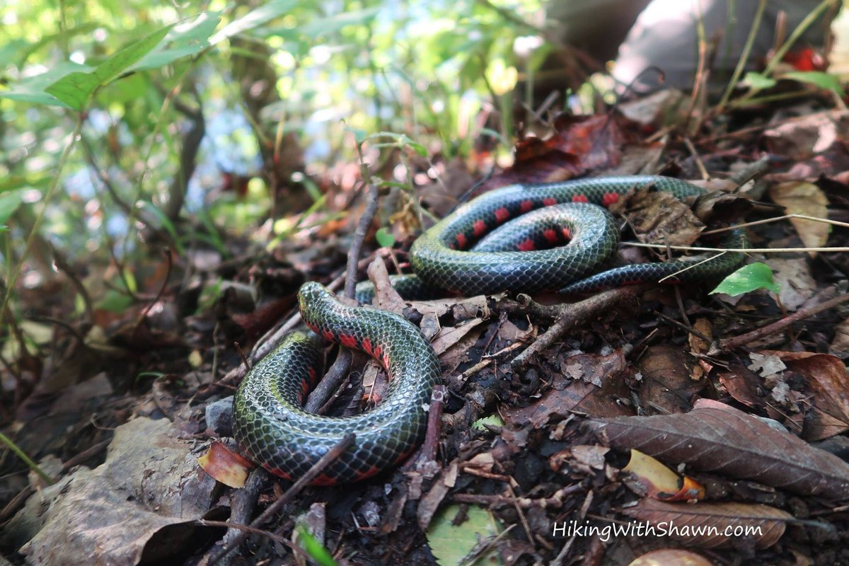 hikingwithshawn's tweet photo. #MudSnake at LaRue Pine Hills #SnakeRoad #RNA #ShawneeNationalForest #HikingWithShawn video coming soon! #snakes #herps #wildlife #nature https://t.co/MEJuMZmpnK