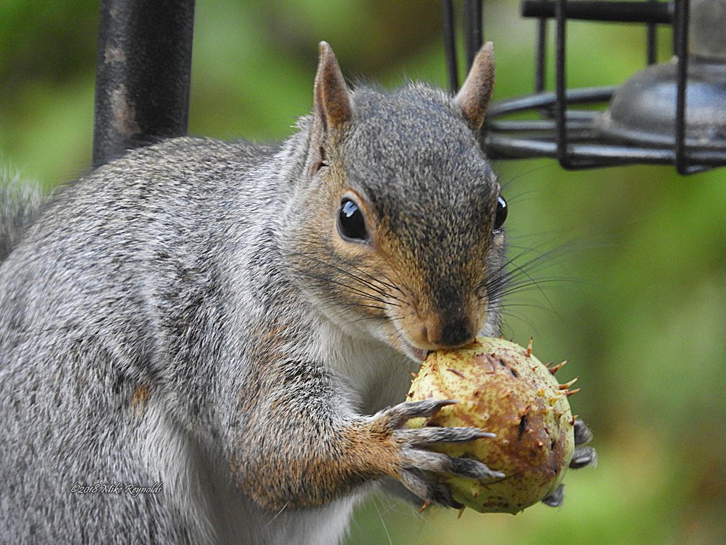 #greysquirrel with conker in #mygarden @Britnatureguide @RecordWildlife @wildlifenet #365DaysWild @NatureUK #nature @WildlifeTrusts @DefraNature #RSPB @EcoRecording @WTBBC #springwatch #squirrel #conker @bestofwildlife #urbangarden #wildlife #wildlifehabitats #wildlifephotography