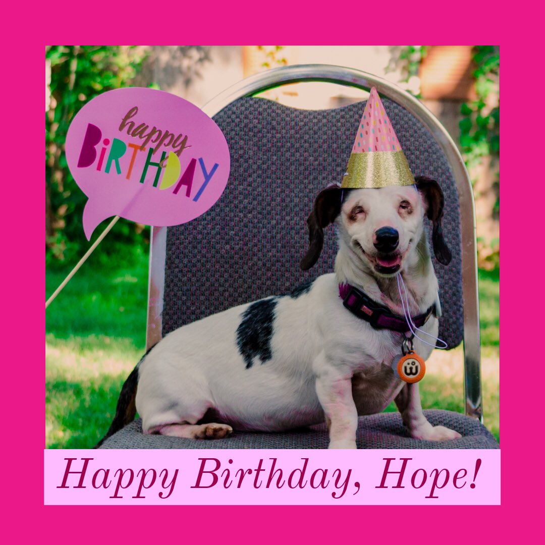 MoreThanWordsLK's tweet photo. Happy Birthday to our super special fur baby, @havinghopealways !! She brings so much joy to our lives. Today, Hope is 8 years young and continues to inspire us every day. We love you, Hope! #birthdaygirl #birthday #queenween https://t.co/yZBbGdcZvV