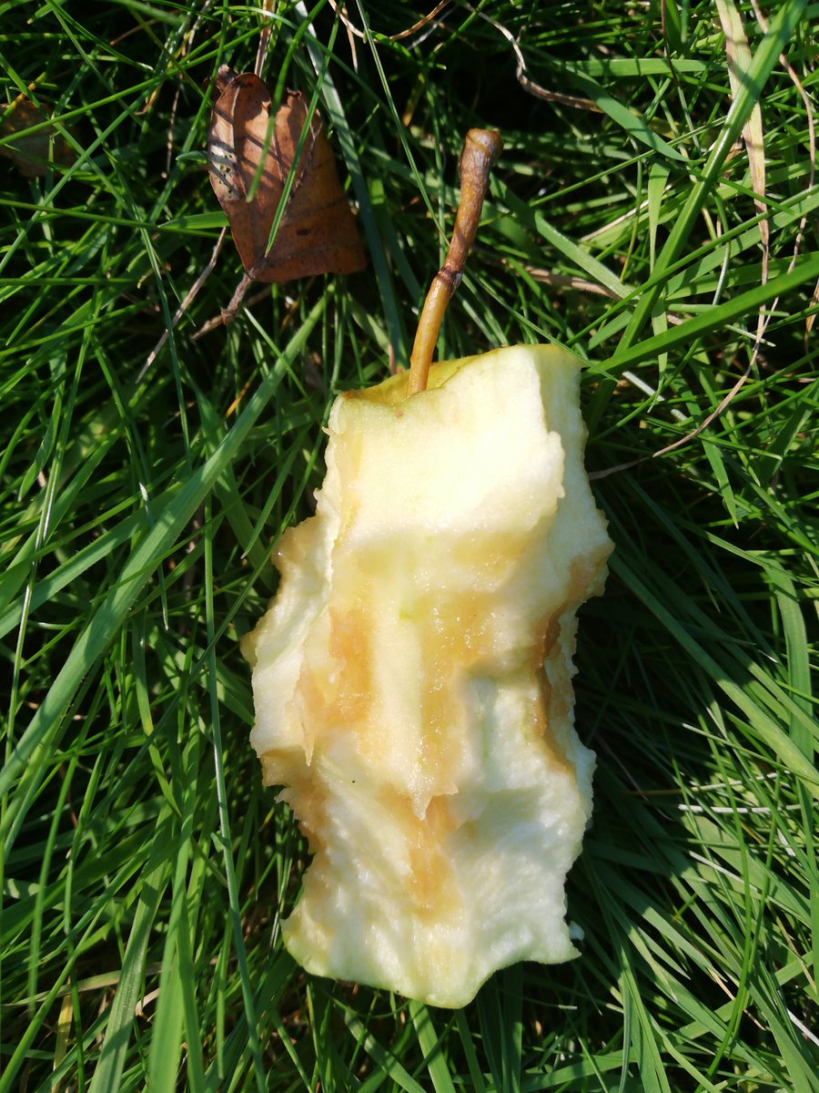 First apple off our "eater" tree and as you can see, it was a goodie!