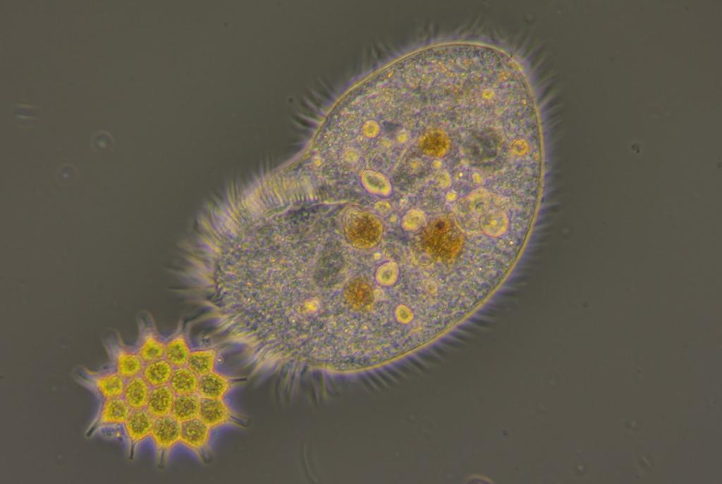 AlmosBecz's tweet photo. Kerona sp. https://t.co/HKx0rdgmS4