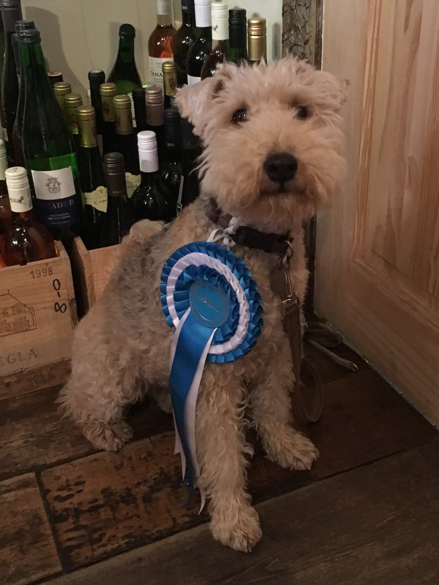 Lymewine's tweet photo. Pip, the wine shop dog, showing off his Special Rosette from this year's Melplash Show! https://t.co/g8XD6YDRqL