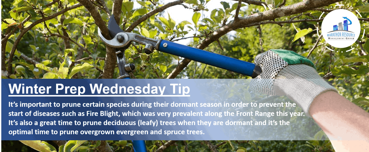 MarathonRMG's tweet photo. Winter Prep Wednesday! Proper pruning will promote growth and health in the future. Sales@MarathonRMG.com to schedule today! #MRMG #WinterPrepWednesday https://t.co/Bnh77sXxbH