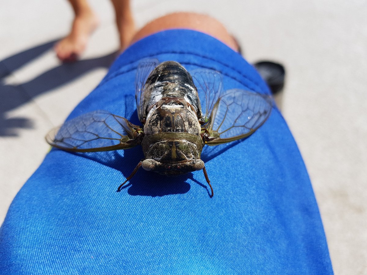 TrulyNolenCAN's tweet image. What is it wednesday? #wings #doesitfly #doesitbite #trulynolencanada