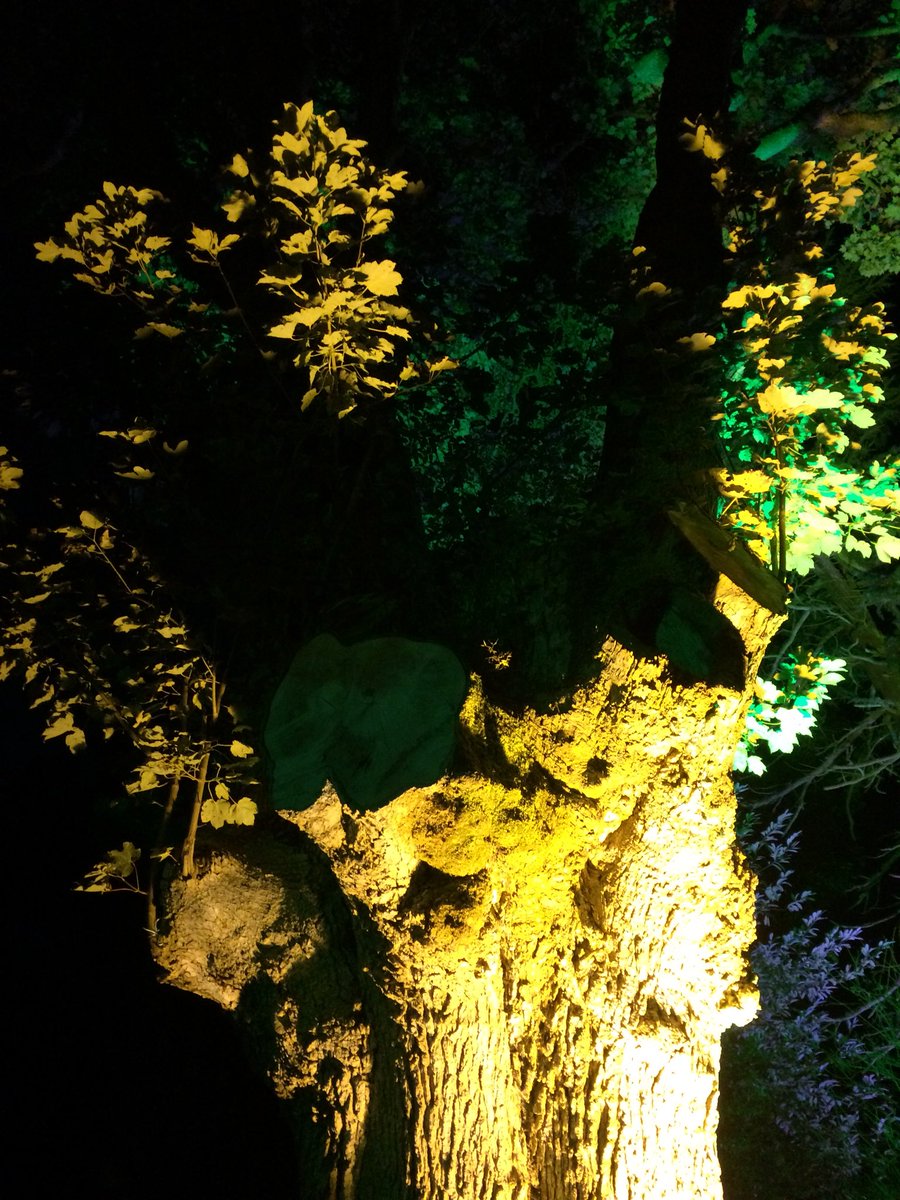 idedwards's tweet image. Vogrie fire and light show #midlothian