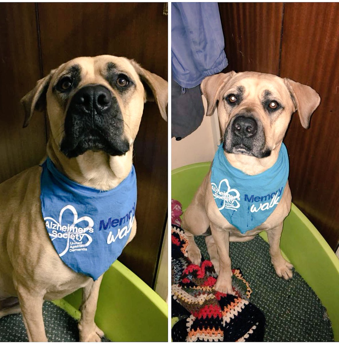 MissAnnaOShea's tweet photo. This Sunday we’re @Deannaa_oshea  @NalaCubOShea taking part in the @alzheimerssoc #memorywalk if you can spare a few pound please donate here https://t.co/ia75x107xj https://t.co/TkzT8Rskx9