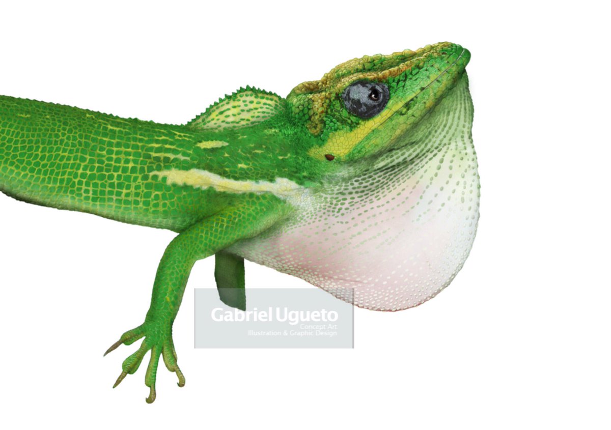 SerpenIllus's tweet photo. Reminder that the latest episode of @SquaMatesPod that I cohost with @Blackmudpuppy and @MarkScherz is available! We discuss several recent papers and talk about introduced exotic herps! HOT topic! Listen here https://t.co/VIddEwib4U also in ITunes! #squamatespod #herpetology https://t.co/3Dh7kurYpY