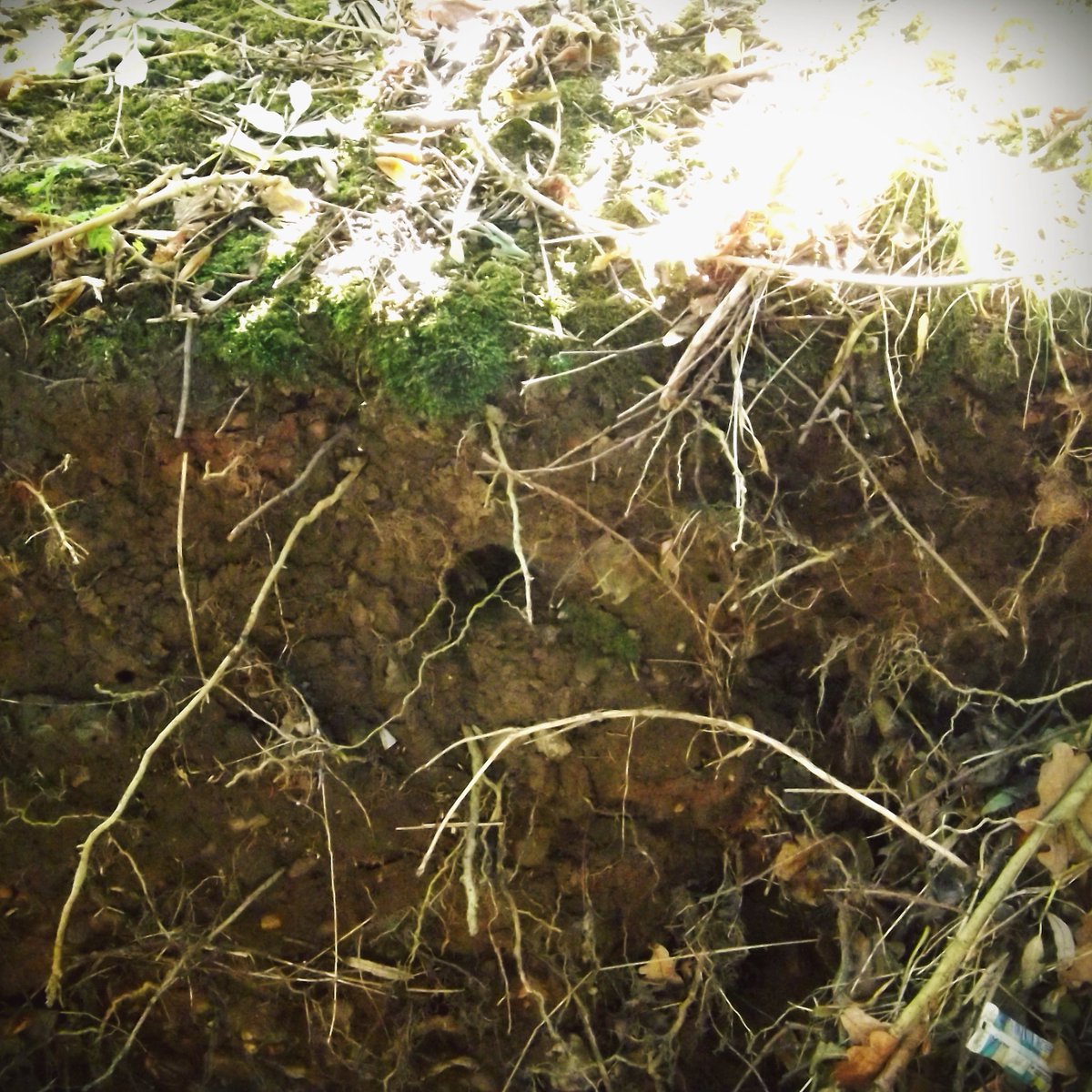 EcoRecording's tweet photo. Today we visited Woodgate Valley with @SalmonStour where we were looking at fish barriers along the Bourn Brook as well as checking out possible kingfisher burrows... https://t.co/G7n4PbWrZL